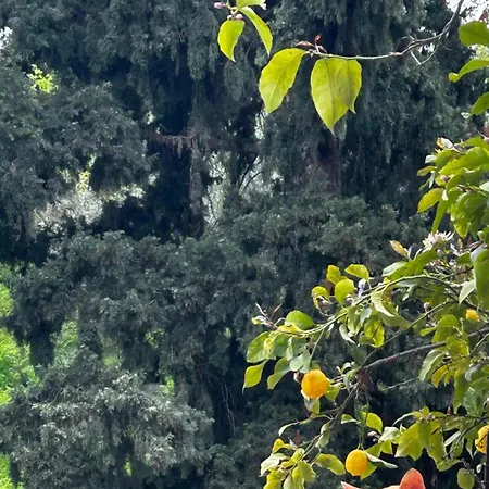 Tatil Evi Sokratesvilla